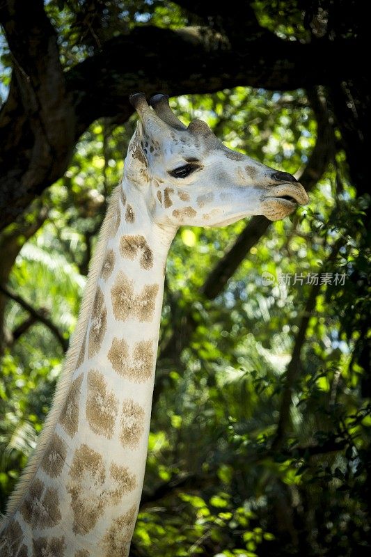 垂直图片的长颈鹿在“Auto Safari Chapín”，危地马拉埃斯昆特拉。